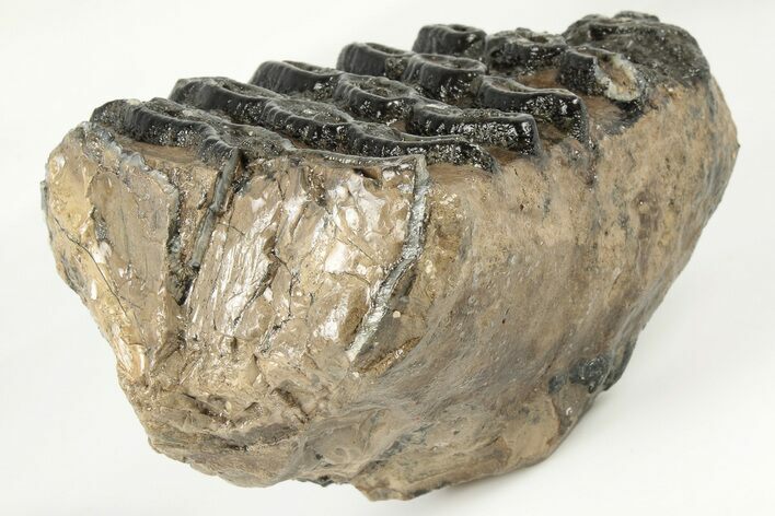 5" Southern Mammoth Partial Upper M2 Molar - Hungary